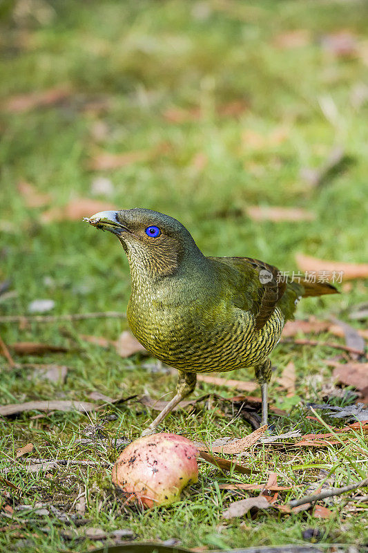 缎纹园丁鸟(Ptilonorhynchus violaceus)